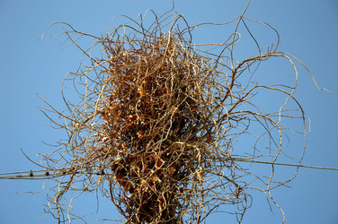 GRANDE NIDO spontaneo in campagna. Fotografie di Giulio Azzarello &copy;2014.