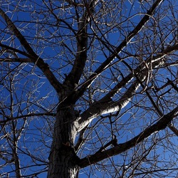 ALBERI. Fotografie di Giulio Azzarello &copy;2024.