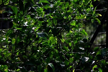 GIARDINO SICILIANO fotografie di Giulio Azzarello &copy;2020.