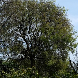 PIANTE. Fotografie di Giulio Azzarello &copy;2022.