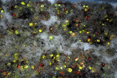 TIPICO FRANTOIO fotografie di Giulio Azzarello ©2014. TIPICO FRANTOIO fotografie di Giulio Azzarello ©2014.