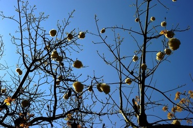 ORTO BOTANICO di Palermo nel maggio 2018. Fotografie di Giulio Azzarello &copy;2018.