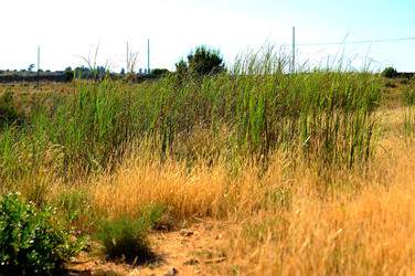 CANNETI in SICILIA. Fotografie di Giulio Azzarello &copy;2016.