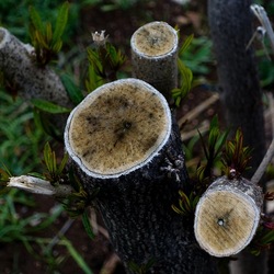 TRONCHI. Fotografie di Giulio Azzarello ©2022.
