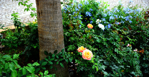 CAMPAGNA SICILIANA. Fotografie di Giulio Azzarello &copy;2016.
