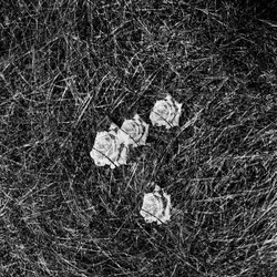 ROSE fotografie di Giulio Azzarello ©2021. ROSE fotografie di Giulio Azzarello ©2021.