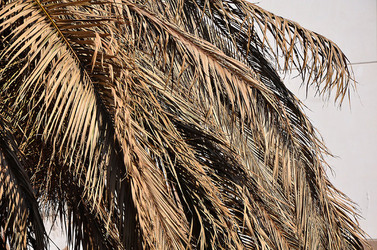 IL COLEOTTERO ROSSO e la moritura delle palme. Fotografie di Giulio Azzarello &copy;2014.