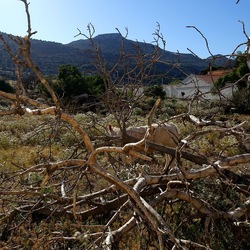 BESTIE. Fotografie di Giulio Azzarello ©2022. BESTIE. Fotografie di Giulio Azzarello ©2022.