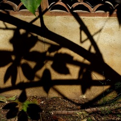 ORTO BOTANICO DI PALERMO. Fotografie di Giulio Azzarello ©2022. ORTO BOTANICO DI PALERMO. Fotografie di Giulio Azzarello ©2022.