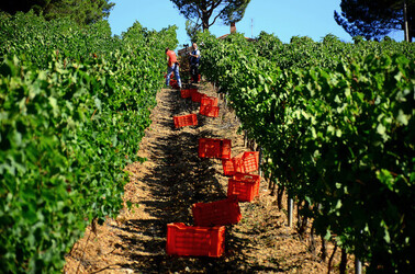 VENDEMMIA a S.Cristina Gela i coltivatori. Fotografie di Giulio Azzarello ©2016. VENDEMMIA a S.Cristina Gela i coltivatori. Fotografie di Giulio Azzarello ©2016.