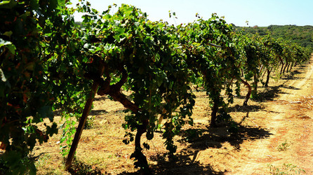 GORGHI TONDI oasi di vigneti e piante Mazzara del Vallo in Sicilia. Foto di Giulio Azzarello ©2016. GORGHI TONDI oasi di vigneti e piante Mazzara del Vallo in Sicilia. Foto di Giulio Azzarello ©2016.