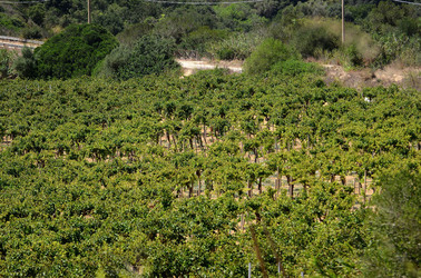 GORGHI TONDI oasi di vigneti e piante Mazzara del Vallo in Sicilia. Foto di Giulio Azzarello ©2016. GORGHI TONDI oasi di vigneti e piante Mazzara del Vallo in Sicilia. Foto di Giulio Azzarello ©2016.