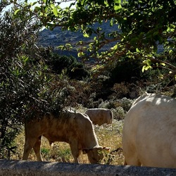 BESTIE. Fotografie di Giulio Azzarello ©2022. BESTIE. Fotografie di Giulio Azzarello ©2022.