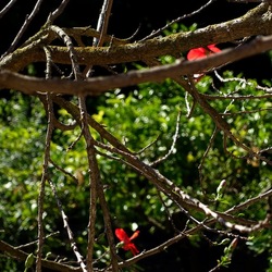 GIARDINO SICILIANO. Fotografie di Giulio Azzarello ©2022. GIARDINO SICILIANO. Fotografie di Giulio Azzarello ©2022.