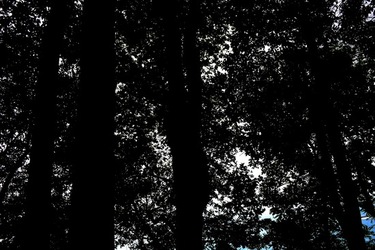 BIENNALE di VENEZIA Arte Contemporanea Giardini. Fotografie di Giulio Azzarello &copy;2020.