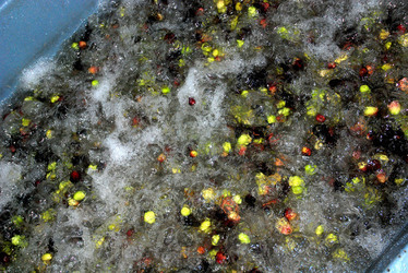 TIPICO FRANTOIO fotografie di Giulio Azzarello ©2014. TIPICO FRANTOIO fotografie di Giulio Azzarello ©2014.