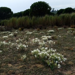 SELINUNTE. Fotografie di Giulio Azzarello ©2022. SELINUNTE. Fotografie di Giulio Azzarello ©2022.