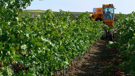 VIGNETO tipico siciliano a Salemi panoramiche e particolari. Fotografie di Giulio Azzarello &copy;2014.