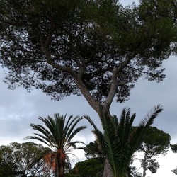 PINETA. Fotografie di Giulio Azzarello &copy;2022.