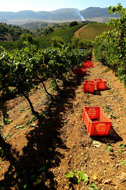 VENDEMMIA a S.Cristina Gela in Sicilia. Fotografie di Giulio Azzarello &copy;2016.