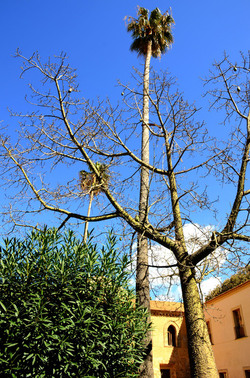 MACCHIA MEDITERRANEA in Sicilia. Fotografie di Giulio Azzarello &copy;2106.