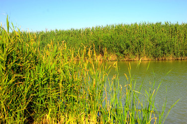 CANNETI in SICILIA. Fotografie di Giulio Azzarello &copy;2016.