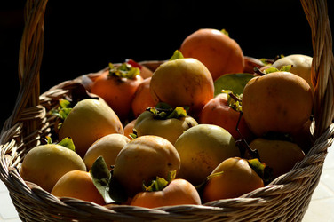 LOTI siciliani coltivati in modo biologico. Fotografie di Giulio Azzarello ©2014. LOTI siciliani coltivati in modo biologico. Fotografie di Giulio Azzarello ©2014.