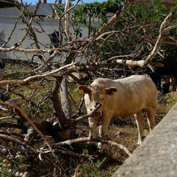 BESTIE. Fotografie di Giulio Azzarello ©2022. BESTIE. Fotografie di Giulio Azzarello ©2022.