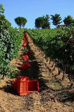VENDEMMIA a S.Cristina Gela i coltivatori. Fotografie di Giulio Azzarello ©2016. VENDEMMIA a S.Cristina Gela i coltivatori. Fotografie di Giulio Azzarello ©2016.