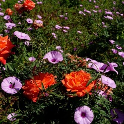 ROSETO. Fotografie di Giulio Azzarello &copy;2022.