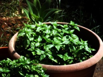 HABITAT NATURA in campagna. Fotografie di Giulio Azzarello ©2015 2016. HABITAT NATURA in campagna. Fotografie di Giulio Azzarello ©2015 2016.