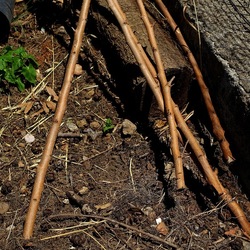 GIARDINO SICILIANO. Fotografie di Giulio Azzarello ©2022. GIARDINO SICILIANO. Fotografie di Giulio Azzarello ©2022.