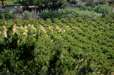 GORGHI TONDI oasi di vigneti e piante Mazzara del Vallo in Sicilia. Foto di Giulio Azzarello ©2016. GORGHI TONDI oasi di vigneti e piante Mazzara del Vallo in Sicilia. Foto di Giulio Azzarello ©2016.