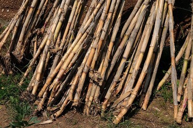 IL CANNETO del contadino siciliano. Fotografie di Giulio Azzarello &copy;2014.