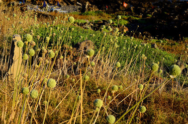 ISOLA DI USTICA la natura. Fotografie di Giulio Azzarello &copy;2016.