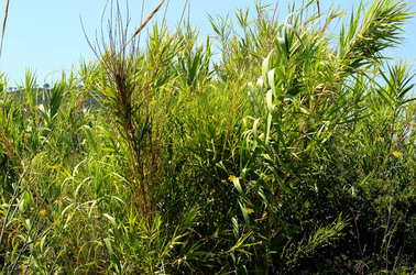 ISOLA DI USTICA la natura. Fotografie di Giulio Azzarello &copy;2016.
