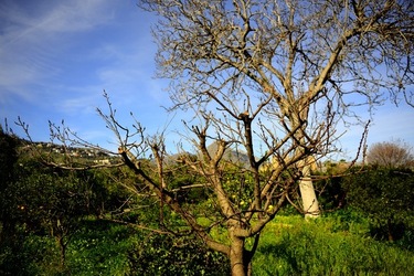 CAMPAGNA fotografie di Giulio Azzarello ©2020.