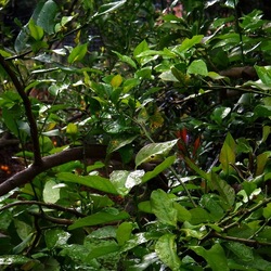 AUTUNNO fotografie di Giulio Azzarello ©2021. AUTUNNO fotografie di Giulio Azzarello ©2021.