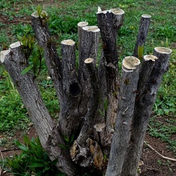 TRONCHI. Fotografie di Giulio Azzarello ©2022.