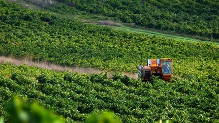 VIGNETO tipico siciliano a Salemi panoramiche e particolari. Fotografie di Giulio Azzarello &copy;2014.