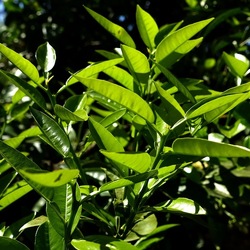 GIARDINO SICILIANO. Fotografie di Giulio Azzarello &copy;2024.