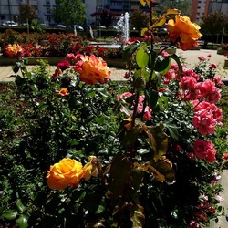 ROSETO. Fotografie di Giulio Azzarello &copy;2022.