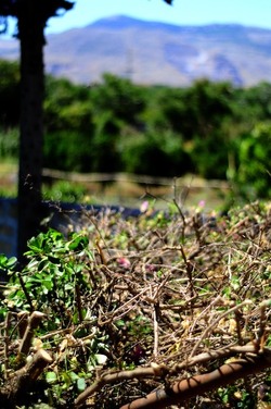 HABITAT NATURA in campagna. Fotografie di Giulio Azzarello ©2015 2016. HABITAT NATURA in campagna. Fotografie di Giulio Azzarello ©2015 2016.
