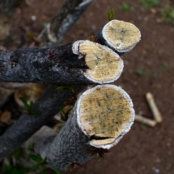 TRONCHI. Fotografie di Giulio Azzarello ©2022.