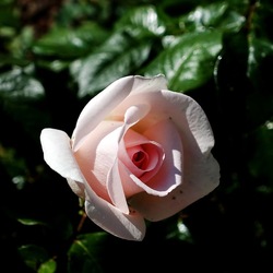 ROSETO. Fotografie di Giulio Azzarello &copy;2022.