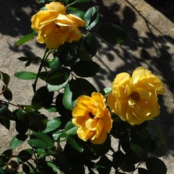 ORTO BOTANICO di PALERMO. Fotografie di Giulio Azzarello ©2019.