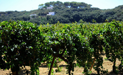 GORGHI TONDI oasi di vigneti e piante Mazzara del Vallo in Sicilia. Foto di Giulio Azzarello ©2016. GORGHI TONDI oasi di vigneti e piante Mazzara del Vallo in Sicilia. Foto di Giulio Azzarello ©2016.