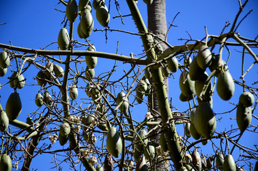 MACCHIA MEDITERRANEA in Sicilia. Fotografie di Giulio Azzarello &copy;2106.
