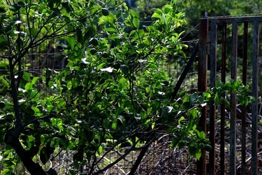 GIARDINO SICILIANO fotografie di Giulio Azzarello &copy;2020.