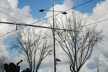 RAMI E ALBERI in inverno. Fotografie di Giulio Azzarello &copy;2014.